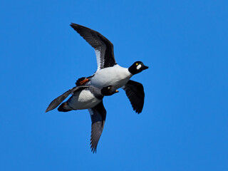Common goldeneye (Bucephala clangula)