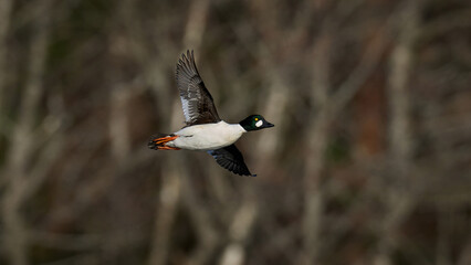 Common goldeneye (bucephala clangula)