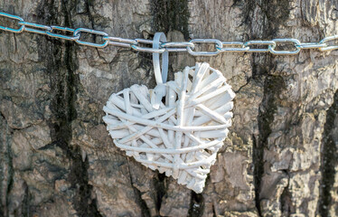 decorative red or white heart from wooden strips holden from tree trunk with chain outside outdoor decoration sunny winter february day.celebrate valentine's day february 14th colorful wallpaper 