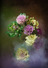 Multi-colored ornamental cabbage. Still life on a dark background with smoke