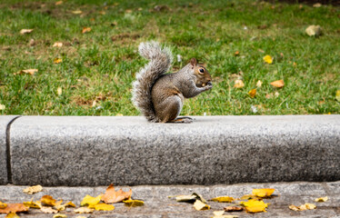 Funny squirrel in the London city centre