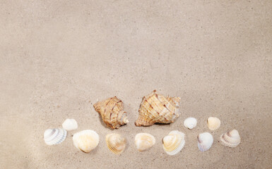 Fototapeta na wymiar Background sea sand grains, fine beach sand and shells.