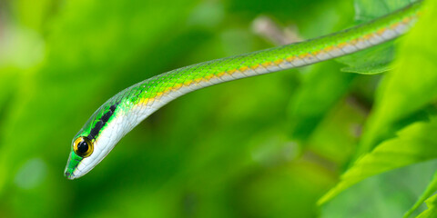 Parrot snake, Satiny Parrot Snake, Leptophis depressirostris, Tropical Rainforest, Corcovado National Park, Osa Conservation Area, Osa Peninsula, Costa Rica, Central America, America