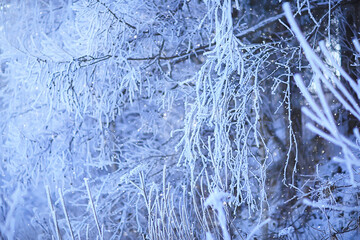 branches covered with frost background abstract winter december view