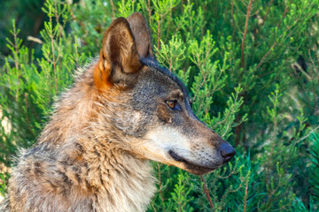 Iberian Wolf, Grey Wolf, Canis lupus signatus, Zamora, Castile and León, Spain, Europe