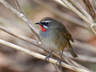 Siberian rubythroat (Calliope calliope)