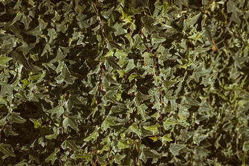 Close up of ivy leaves