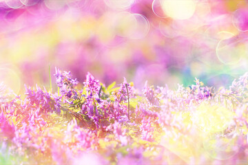 Fototapeta na wymiar pink purple wild spring flowers bokeh background