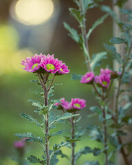 Close up of pink chrysanthemum flowers