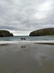 Cala sin gente en Asturias con gaviota volando