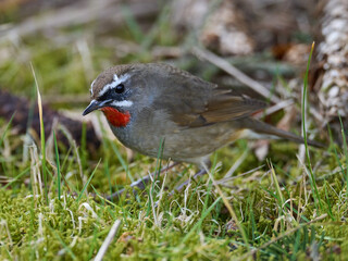 Siberian rubythroat (Calliope calliope)