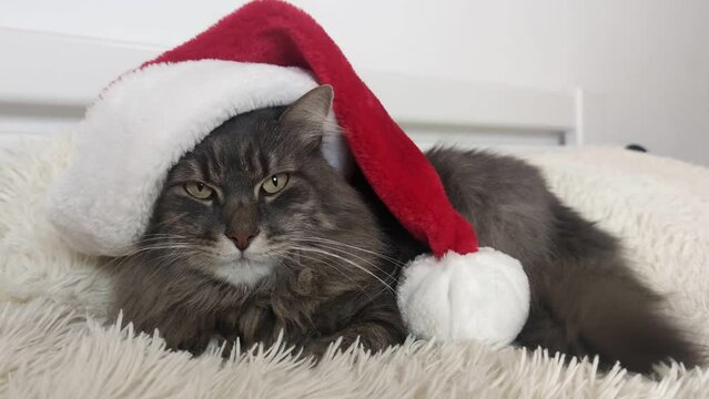 Cristmas cat in red Santa hat lay on light soft plaid at home, pet symbol of New year 2023 looking seriosly front, waiting christmas eve in costume, horizontal footage, Chinese zodiac. 