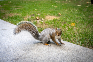 Funny squirrel in the London city centre