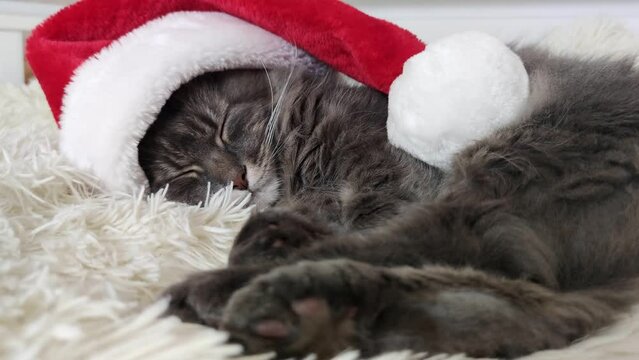Cristmas cat in red Santa hat lay on light soft plaid at home, pet symbol of New year 2023 sleep on bed, waiting christmas eve in costume, horizontal footage, Chinese zodiac. 