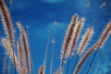 grass and pool