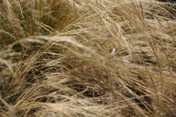high grass