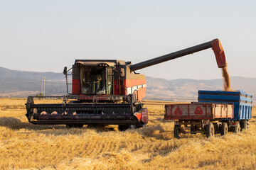Wheat harvest time. Combine harvester is harvesting wheat.