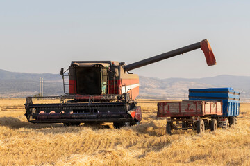 Wheat harvest time. Combine harvester is harvesting wheat.