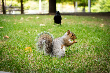 Funny squirrel in the London city centre, eating nuts
