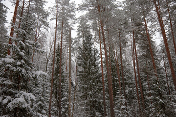 A snowfall in a forest, winter mood, beautiful snowy winter forest. selective focus