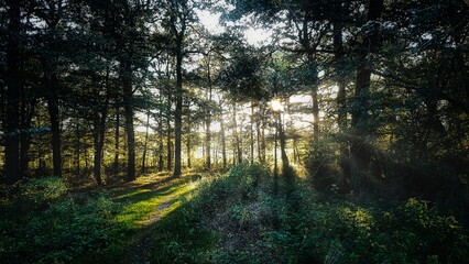 Obraz premium Beautiful light dark forest nature background with sunlight