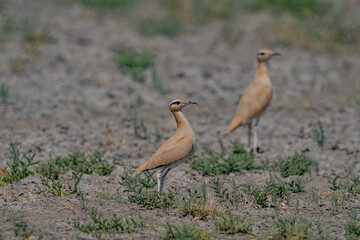 Cream-colored Courser (Cursorius cursor) perching in sand desert