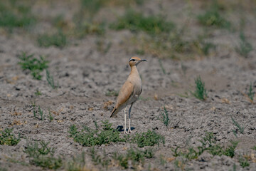 Cream-colored Courser (Cursorius cursor) perching in sand desert