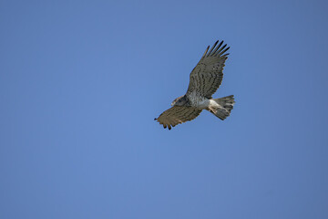 Fototapeta na wymiar Short-toed Snake Eagle (Circaetus gallicus) flying against blue background