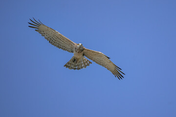 Obraz premium Short-toed Snake Eagle (Circaetus gallicus) flying against blue background