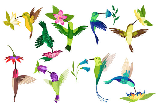 Hummingbird collection. Multi-colored flying tropical colibri with different flowers isolated on white background. illustration of bright paradise birds fly over the blooming flowers