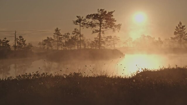 Foggy and golden sunrise in Estonian bog