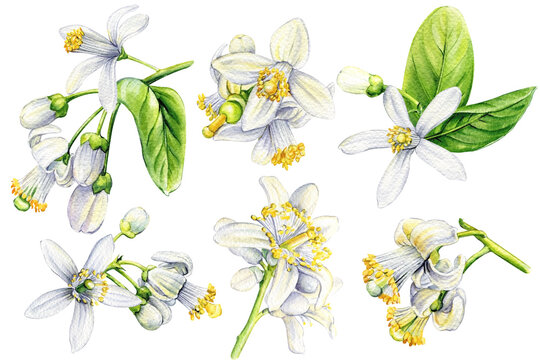 Realistic white lemon flowers illustration. Citrus flower set isolated white background. Watercolor botanical painting