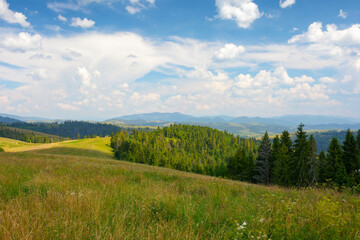 green nature scenery in carpathian mountains. grassy pasture near the forest on the hill. sunny summer weather with beautiful cloudscape in the afternoon light
