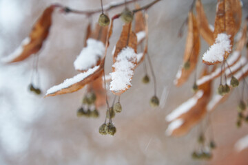 Branch with dry linden seeds under the snow, selective focus