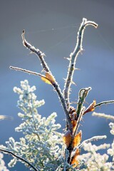 Nahaufnahme verschneite Pflanzen 