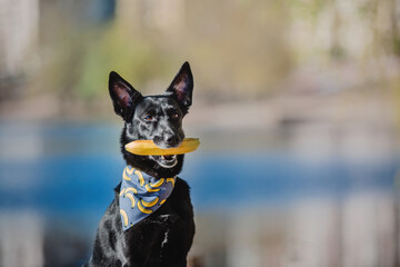 A mixed breed dog on a walk. Black dog wearing bandana collar. Pet adoption. Pet supplies