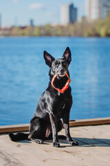 A mixed breed dog on a walk. Black dog with leash and collar. Pet adoption. Pet supplies