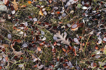 grass covered with dew in autumn