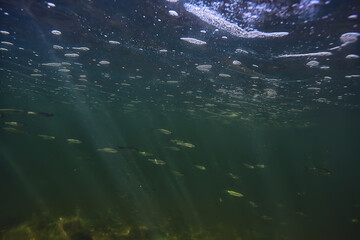 Fototapeta premium sun rays under water landscape, seascape fresh water river diving