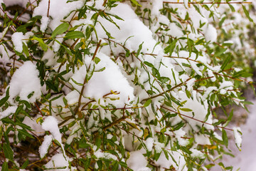 branches with green leaves covered with fluffy snow after a snowfall, winter afternoon
