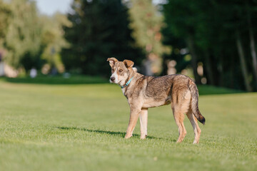 Naklejka na ściany i meble A mixed breed dog on a walk. Dog running on the grass. Cute dog playing. Funny pet. Pet adoption.