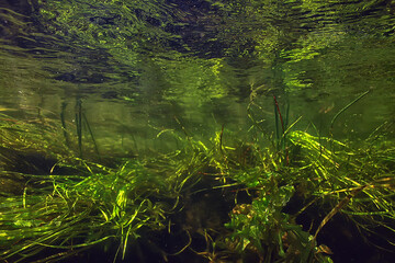 multicolored underwater landscape in the river, algae clear water, plants under water