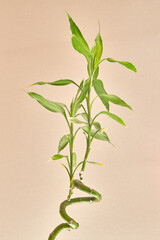 dracaena flower grows on a light background