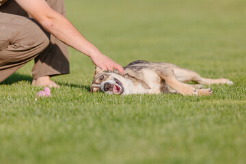 A mixed breed dog on a walk with owner. Dog on the grass. Cute dog playing. Pet adoption. Rescue dog