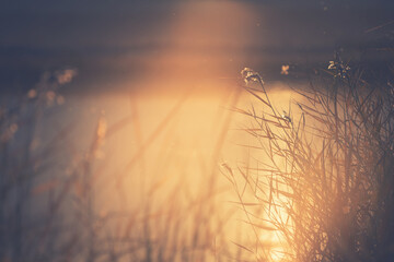 Dry autumn reeds on the shore of lake at sunset. Autumn landscape. - obrazy, fototapety, plakaty
