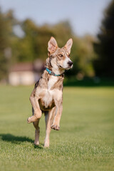A mixed breed dog on a walk. Dog running on the grass. Cute dog playing. Funny pet. Pet adoption.