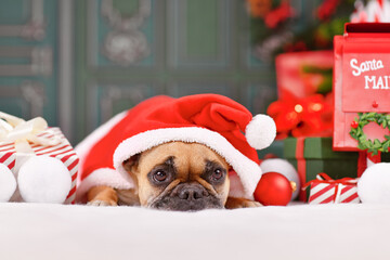 French Bulldog dog with Christmas Santa claus cape with hat lying down in front of green wall