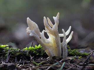 Runzeliger Keulenpilz (Clavulina rugosa) © Lothar Lenz