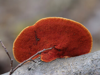 Zinnoberschwamm (Pycnoporus cinnabarinus)