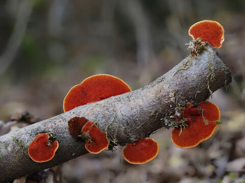 Zinnoberschwamm (Pycnoporus cinnabarinus)